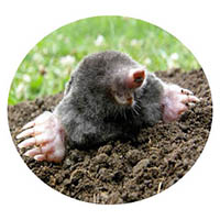 Fairmont mole & grub control